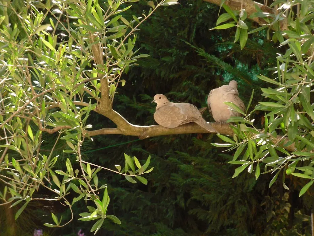 Bed & Breakfast La Ginestra Chia B&B Domus De Maria